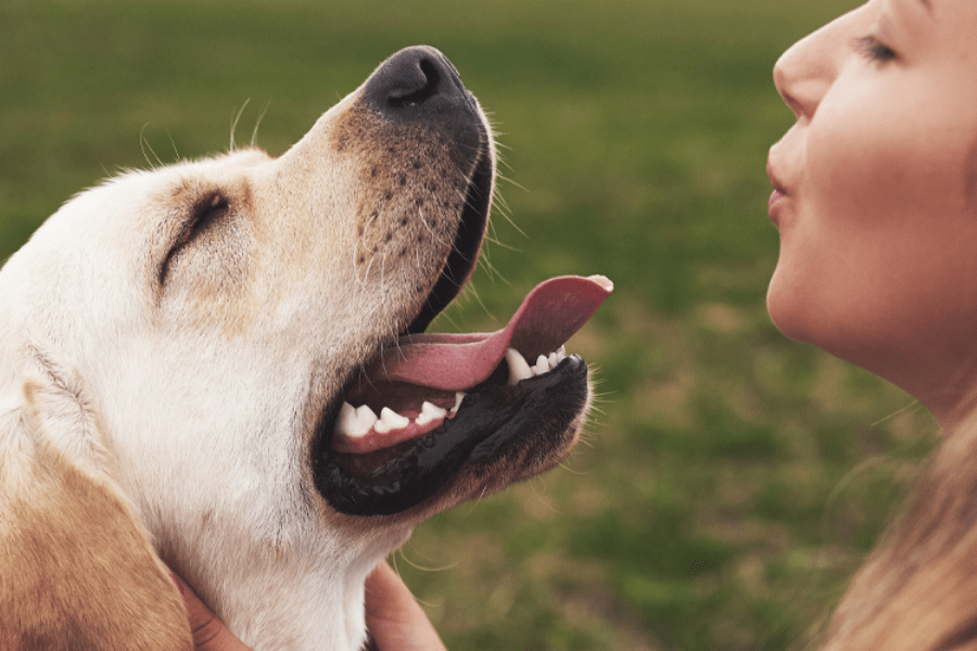 How Does Pet Insurance Work? AAA Minneapolis